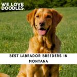 Labrador Breeders in Montana
