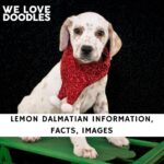 Lemon Dalmatian