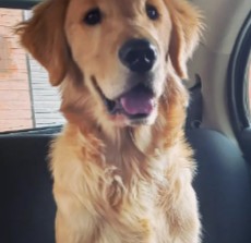 List of Summer Cuts For Golden Retrievers