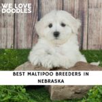 Maltipoo Breeders in Nebraska