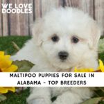 Maltipoo Puppies For Sale in Alabama