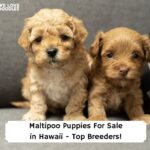 Maltipoo-Puppies-For-Sale-in-Hawaii-Top-Breeders-template