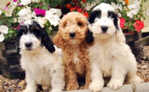 More Information About Cockapoo Puppies From Alabama