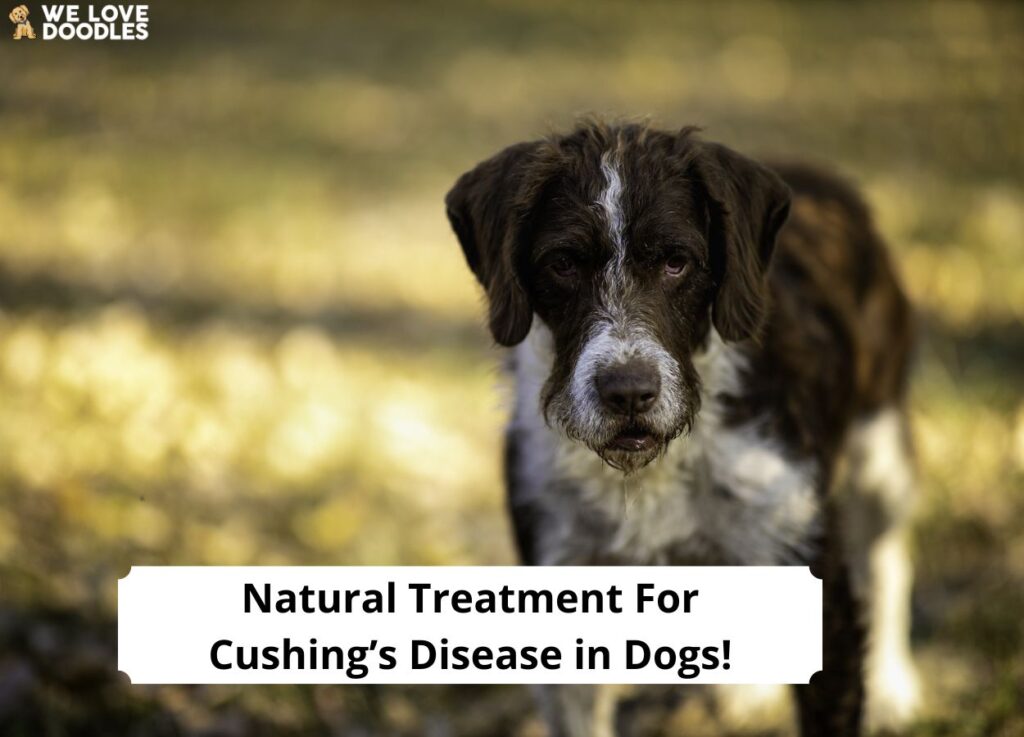 Natural Treatment For Cushing’s Disease in Dogs! (2024) - We Love Doodles