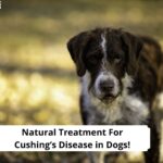 Natural-Treatment-for-Cushings-Disease-in-Dogs-template