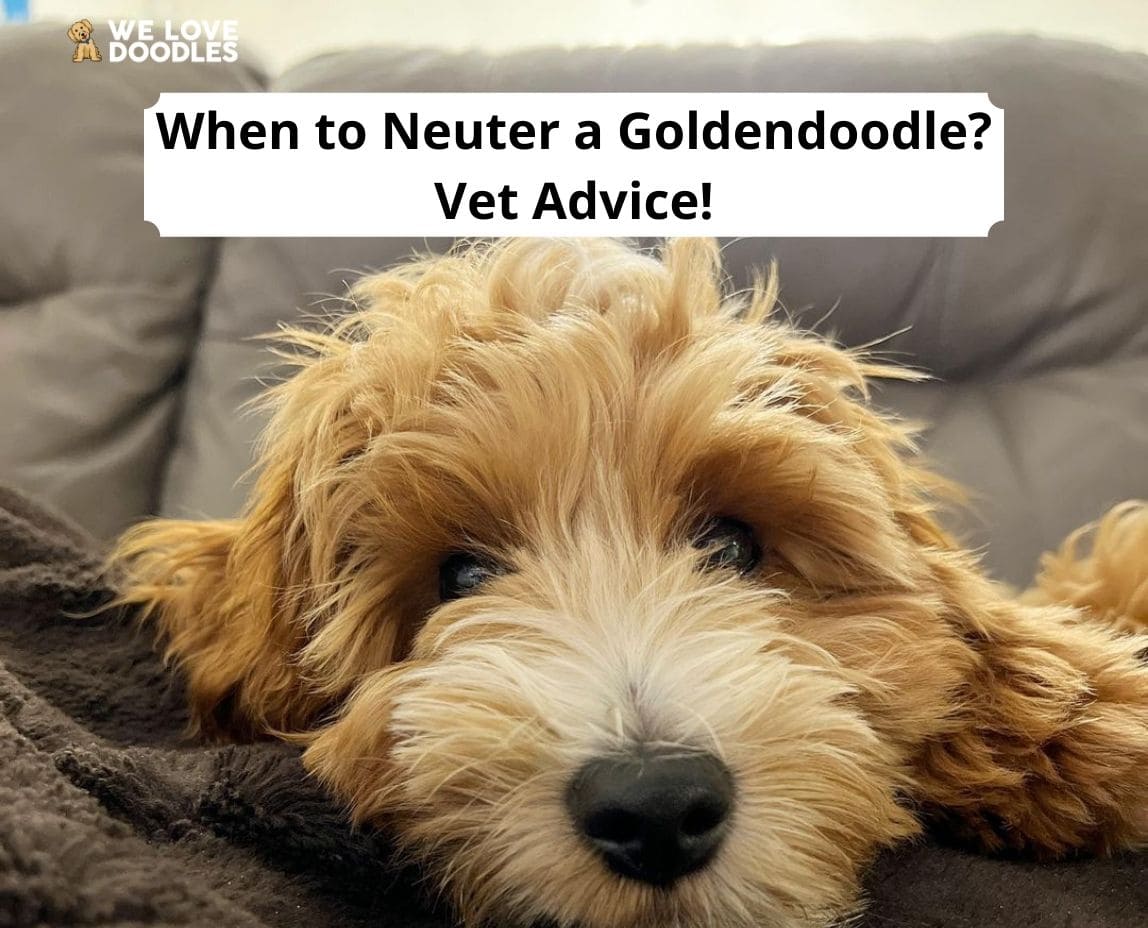 When to neuter store goldendoodle