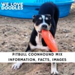 Pitbull Coonhound Mix Information, Facts, Images
