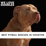 Pitbull Rescues in Houston
