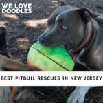 Pitbull Rescues in New Jersey