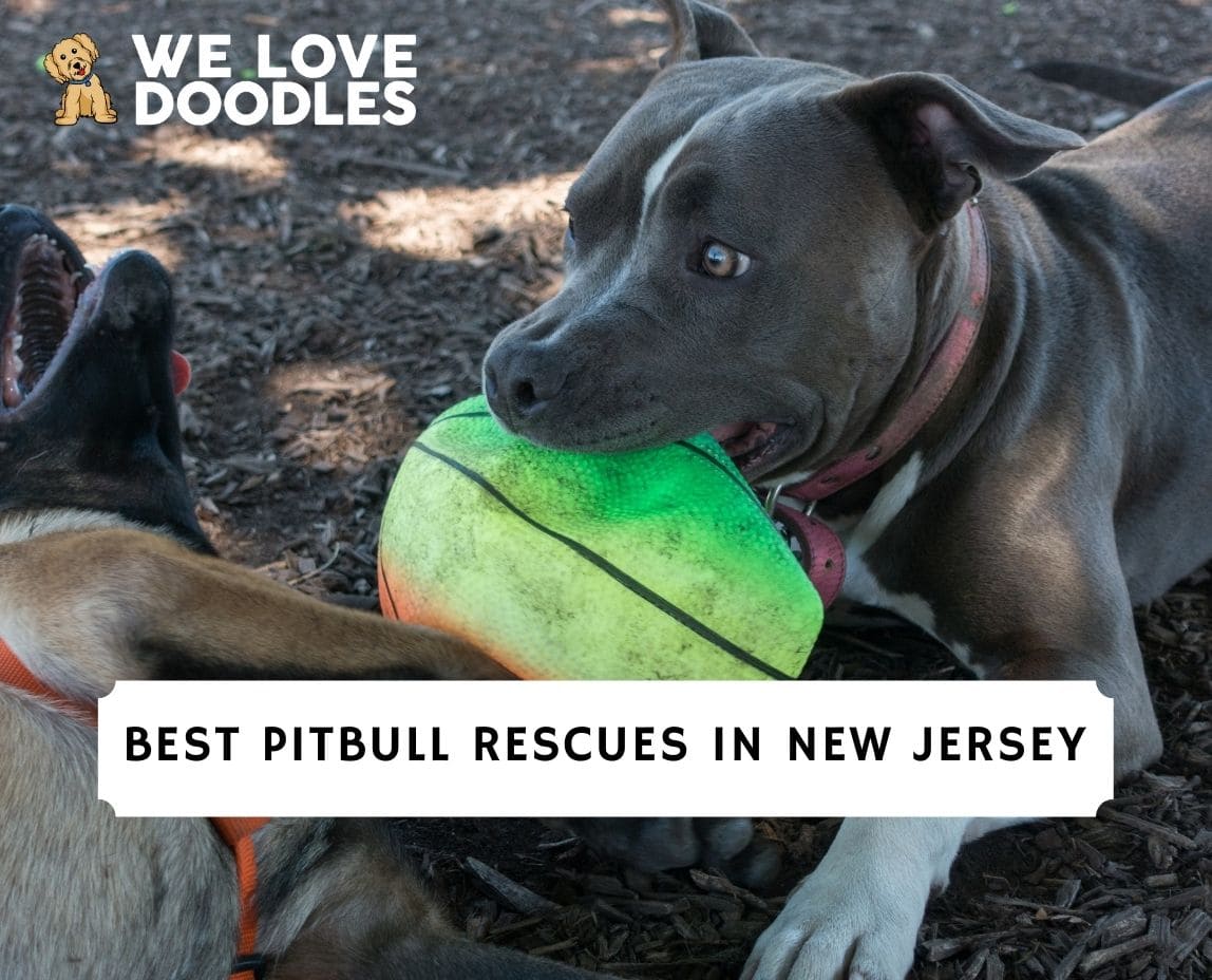 what are the rules for keeping a american pit bull terrier in jersey