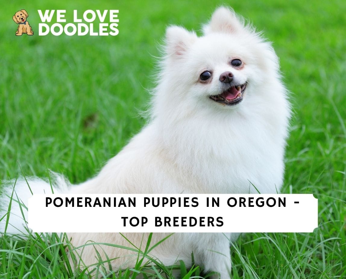 salem oregon pet classifieds