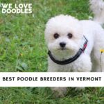 Poodle Breeders in Vermont