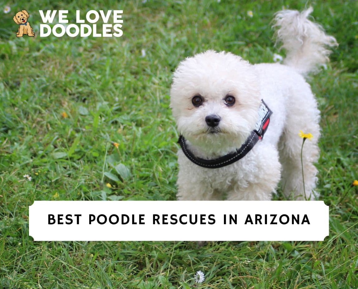 4 Best Poodle Rescues In Arizona 2024