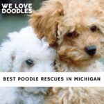 Poodle Rescues in Michigan