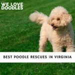 Poodle Rescues in Virginia