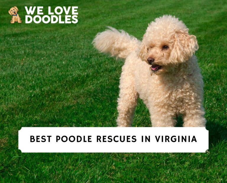 4 Best Poodle Rescues in Virginia! (2023) We Love Doodles
