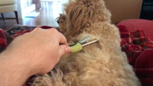 how often should you groom a goldendoodle