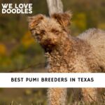 Pumi Breeders in Texas