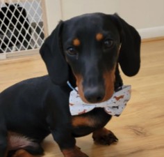 PuppySpot's Dachshunds For New Hampshire
