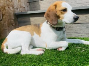 Puppyspot beagles cheap