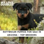 Rottweiler Puppies For Sale in Arizona