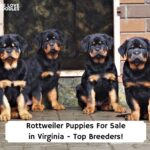 Rottweiler-Puppies-For-Sale-in-Virginia-Top-Breeders-template