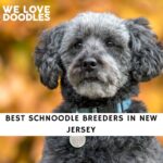 Schnoodle Breeders in New Jersey