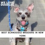 Schnoodle Breeders in New York