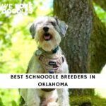 Schnoodle Breeders in Oklahoma