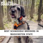 Schnoodle Breeders in Washington State