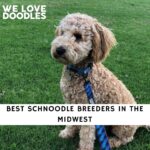 Schnoodle Breeders in the Midwest