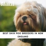 Shih Poo Breeders in New England