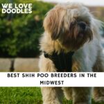 Shih Poo Breeders in the Midwest