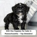 Shih-Poo-Puppies-For-Sale-In-Massachusetts-Top-Breeders-template