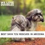 Shih Tzu Rescues in Arizona