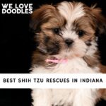 Shih Tzu Rescues in Indiana