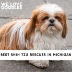 Shih Tzu Rescues in Michigan