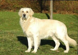 Simple Trim  - Golden Retriever