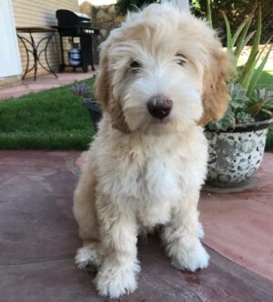 When to Spay a Labradoodle? (2023) - We Love Doodles