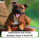 Staffordshire-Bull-Terrier-Breeders-Texas-is-Proud-Of-template