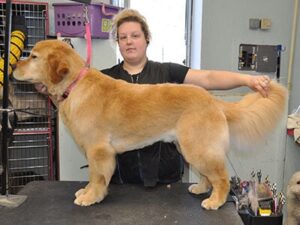 Summer Cut  - Golden Retriever