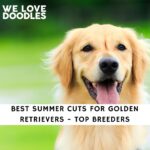 Summer Cuts for Golden Retrievers