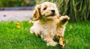 That's My Doodle