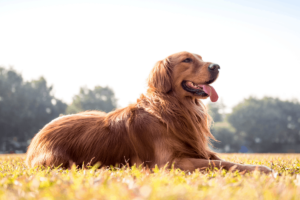 The Golden Retriever Coat 