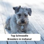 Top-Schnoodle-Breeders-in-Indiana-template