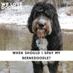 When Should I Spay My Bernedoodle