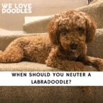 When Should You Neuter a Labradoodle
