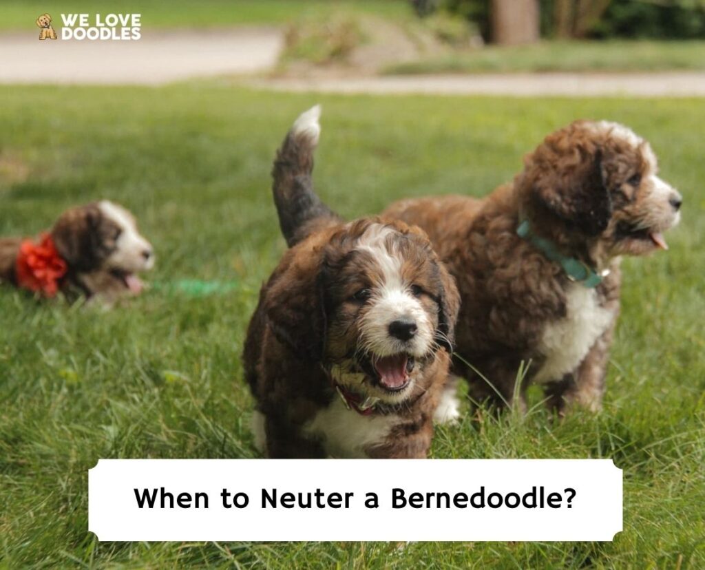 do neutered dogs still have the urge to mate