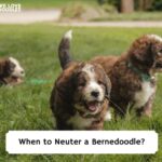 When-to-Neuter-a-Bernedoodle-template