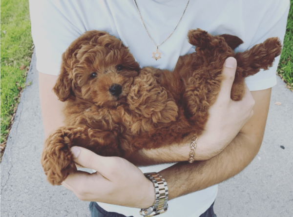 When to Neuter a Goldendoodle? Vet Advice! (2024) - We Love Doodles